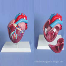 Human Heart Medical Anatomy Demonstration Model (R120105)